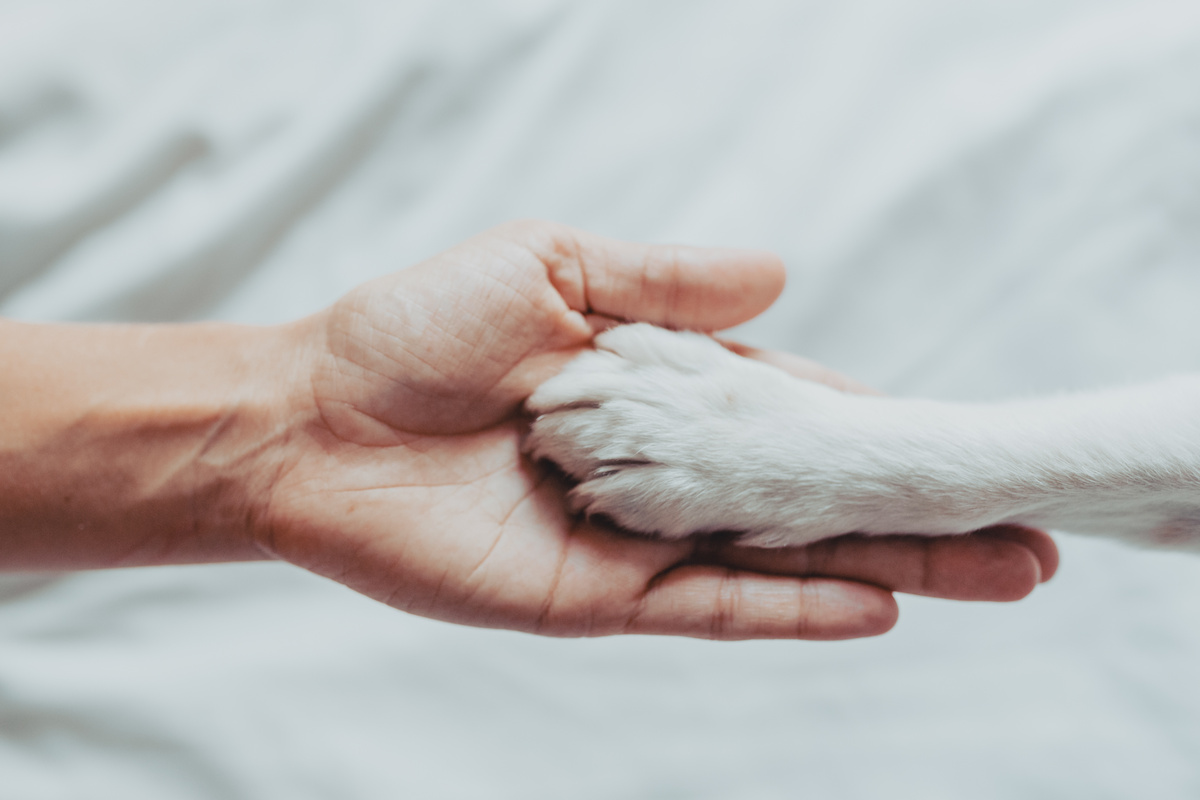 mão humana e pata branca de cachorro