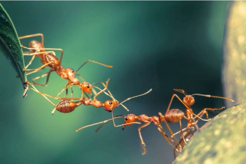 formigas formando ponte