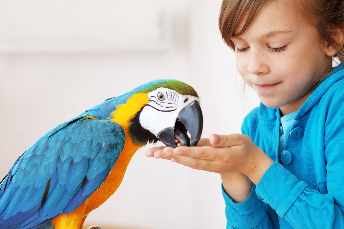 quanto custa papagaio:como cuidar