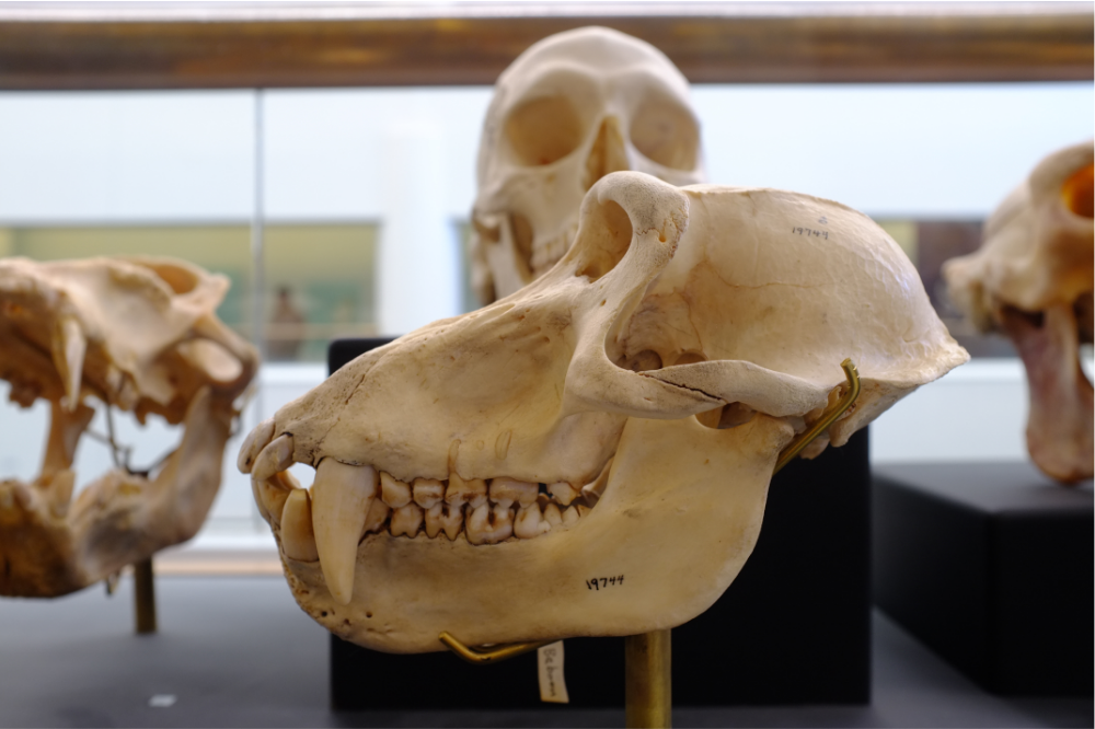 Crânios de primatas