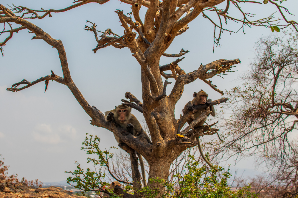 Macacos na árvore