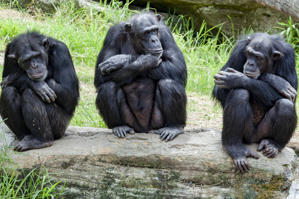 Macacos sentados com braços cruzados