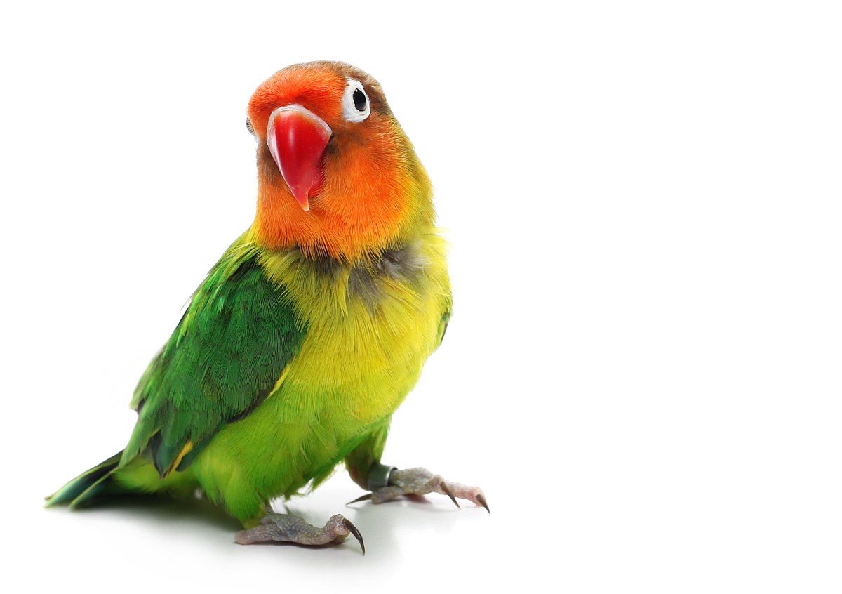 Quanto custa um papagaio: registar a ave