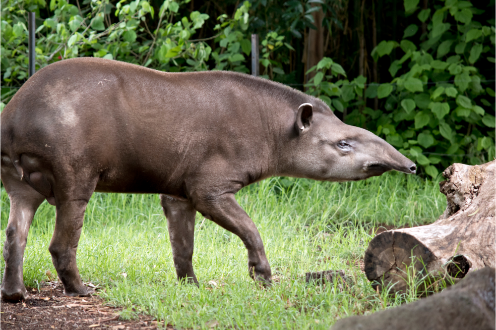 Anta (Tapirus terrestris)