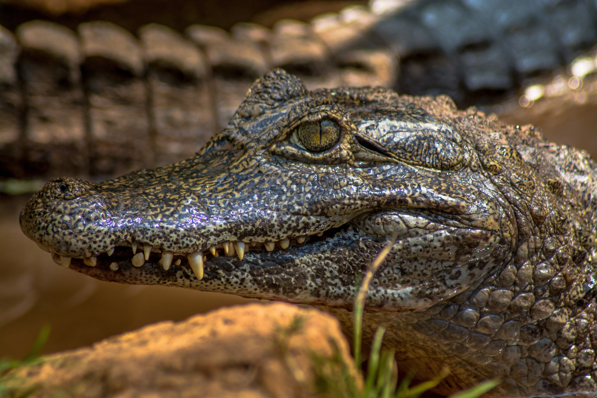 Jacaretinga (Caiman crocodilos)