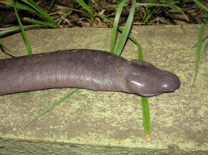 Cobra-mole (Atretochoana eiselti)