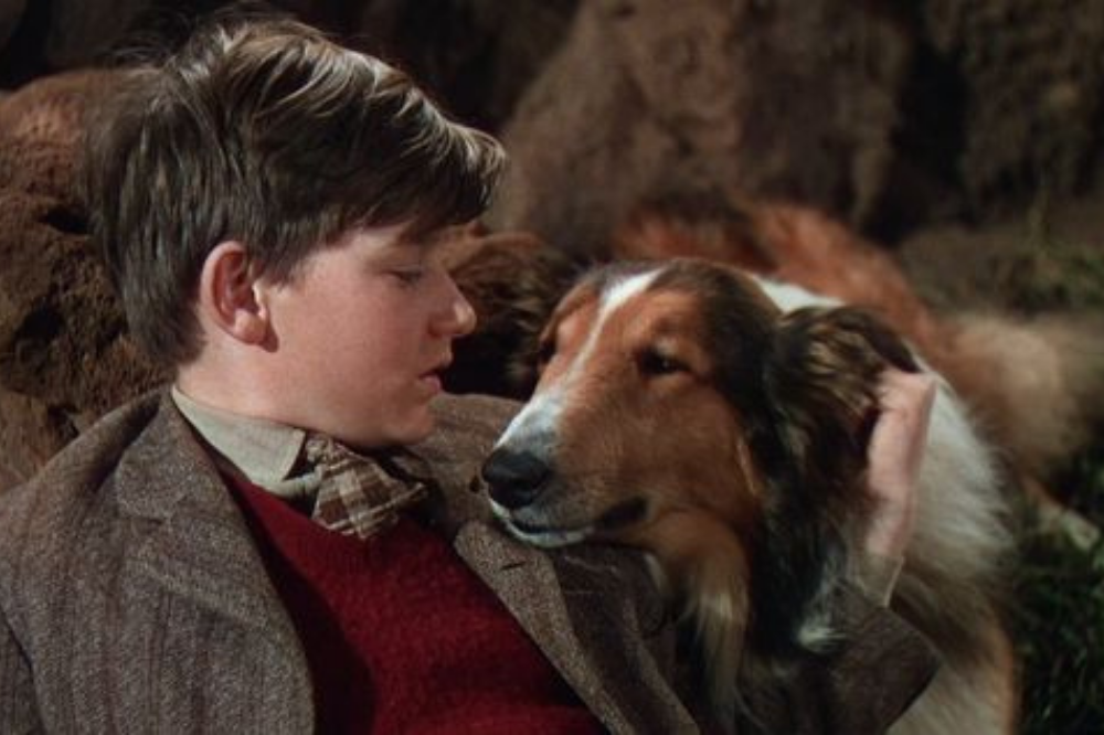 Cena do filme Lassie, a Força do Coração