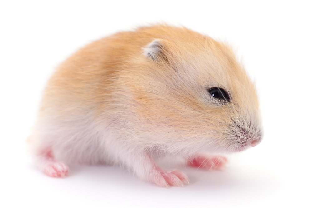 Hamster Chinês de pelo claro