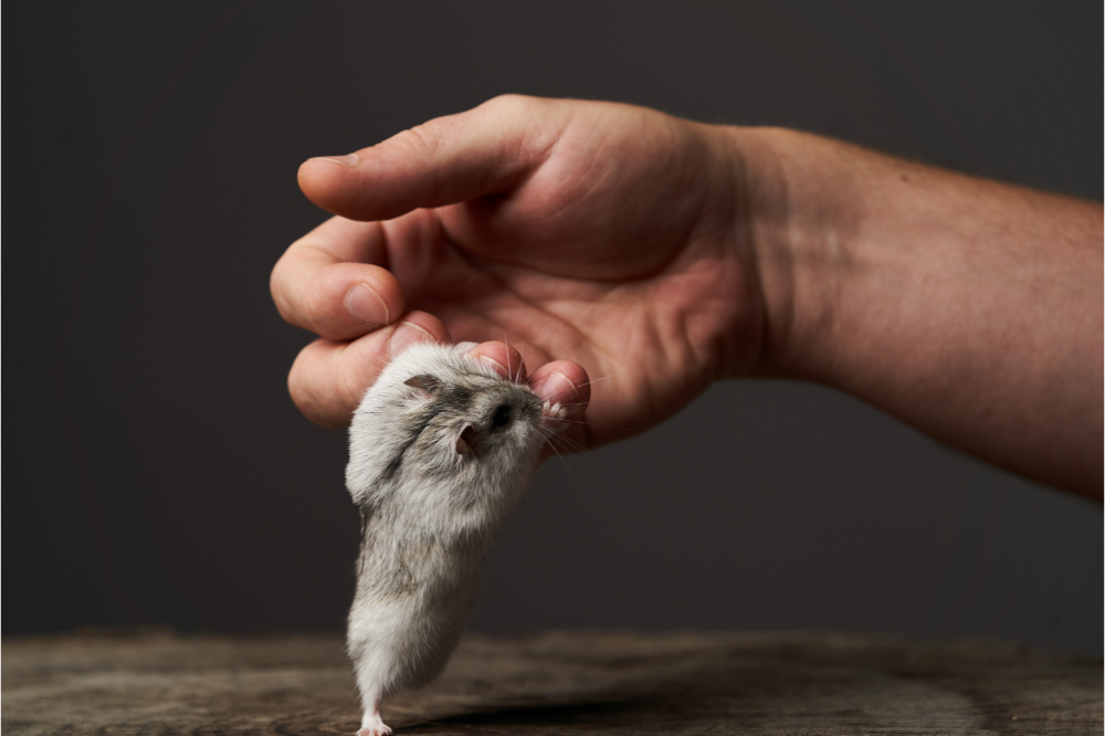 Hamster Chinês em pé segurando dedo de humano