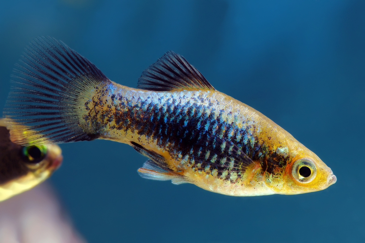peixe ph neutro: molinesia