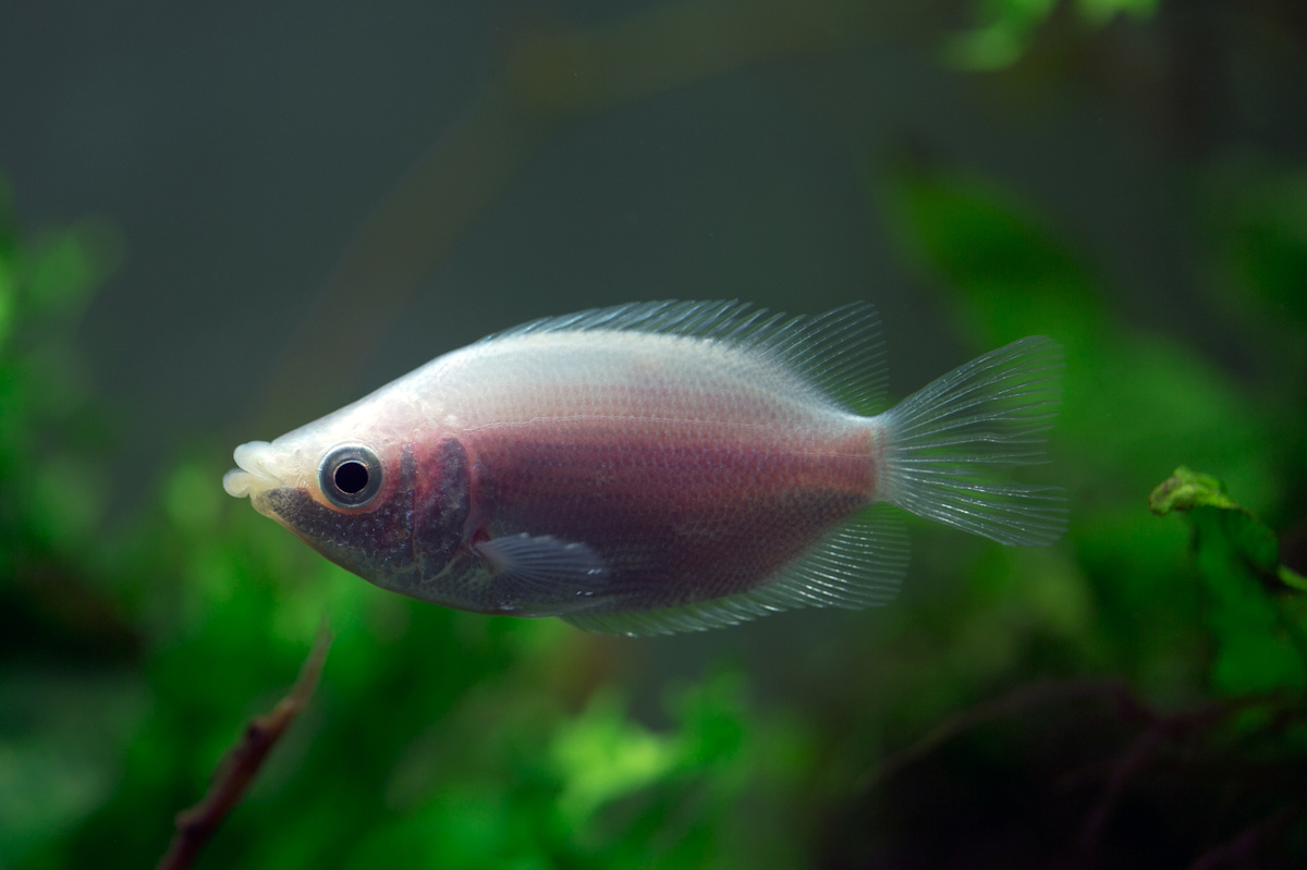 peixes ph neutro: peixe beijador