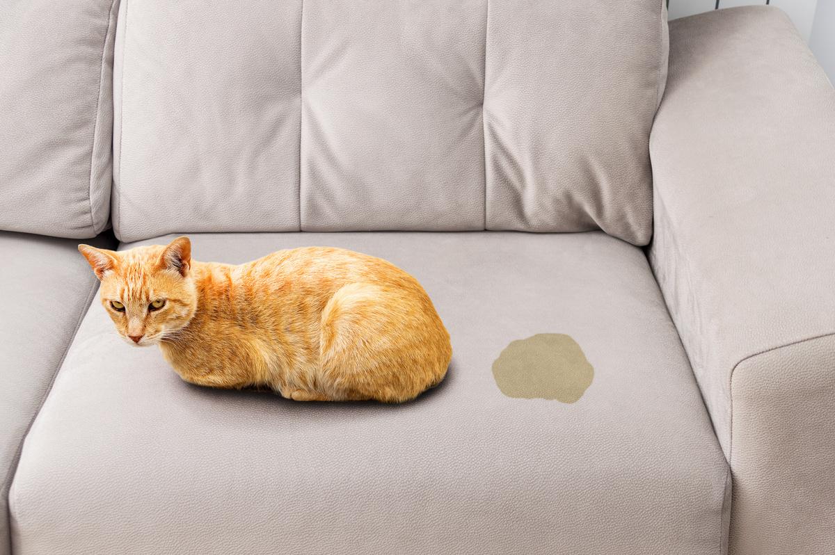 gato fazendo xixi no sofá