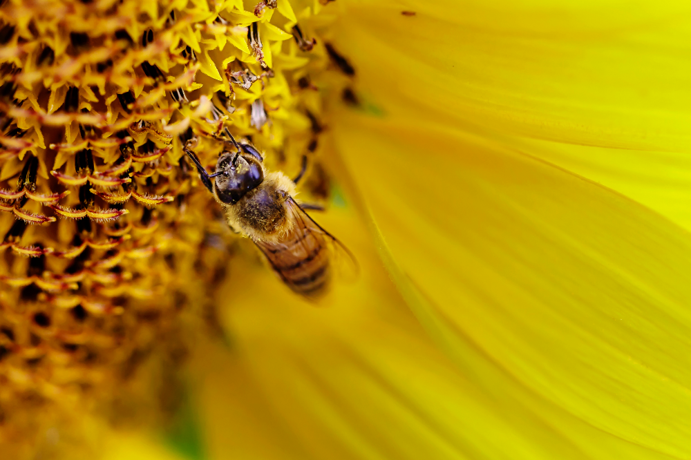 abelha polinizando flor
