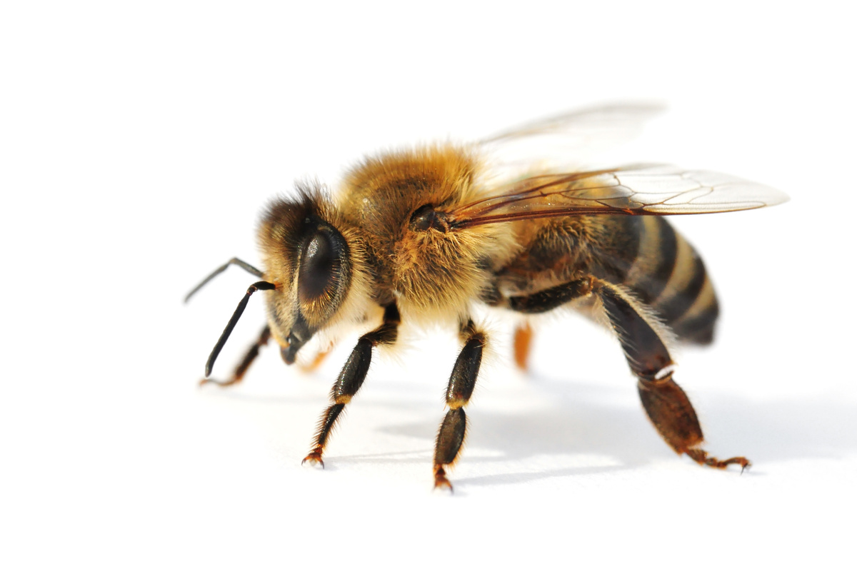 Abelhas de mel