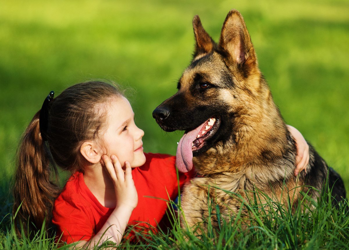 cachorro de raça pastor alemão com menina