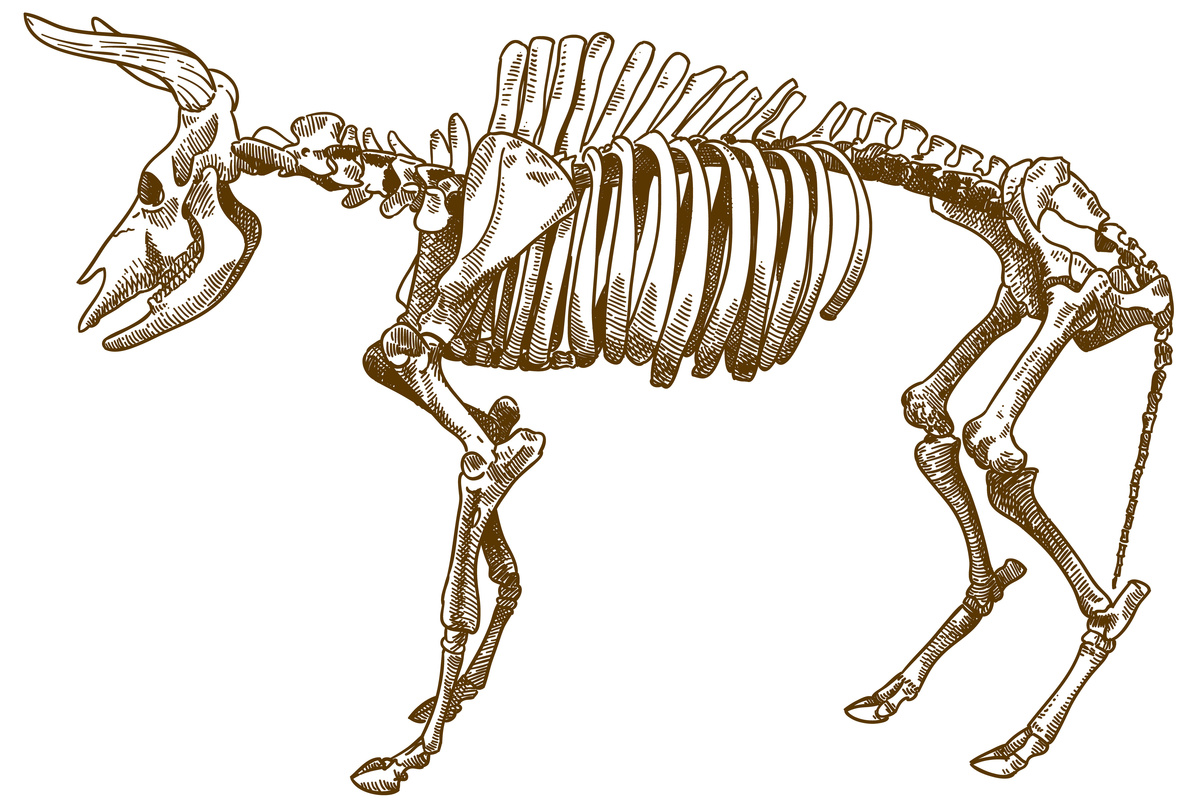 esqueleto de auroque