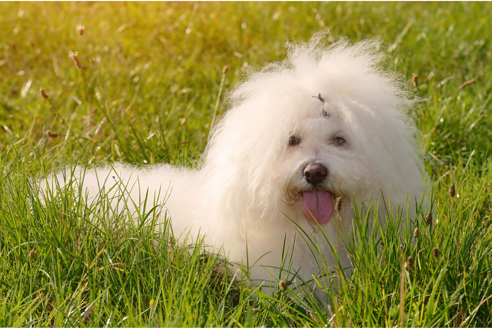 Cachorro branco e peludo Bichon Bolonhês