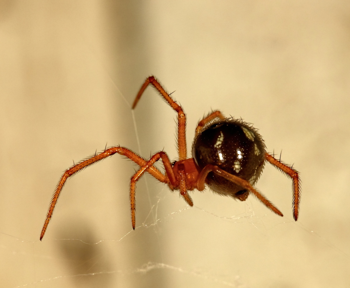 red house spider