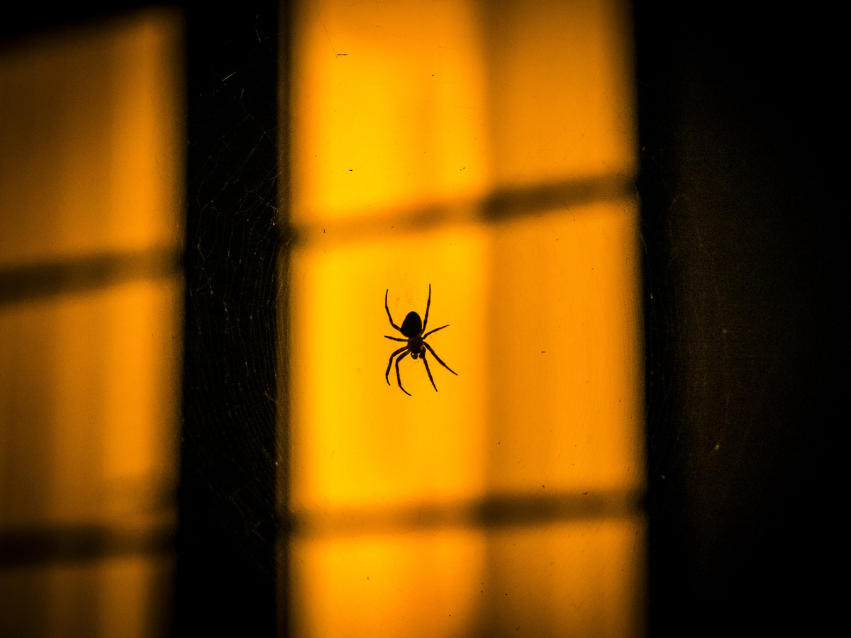 sombra de aranha em teia