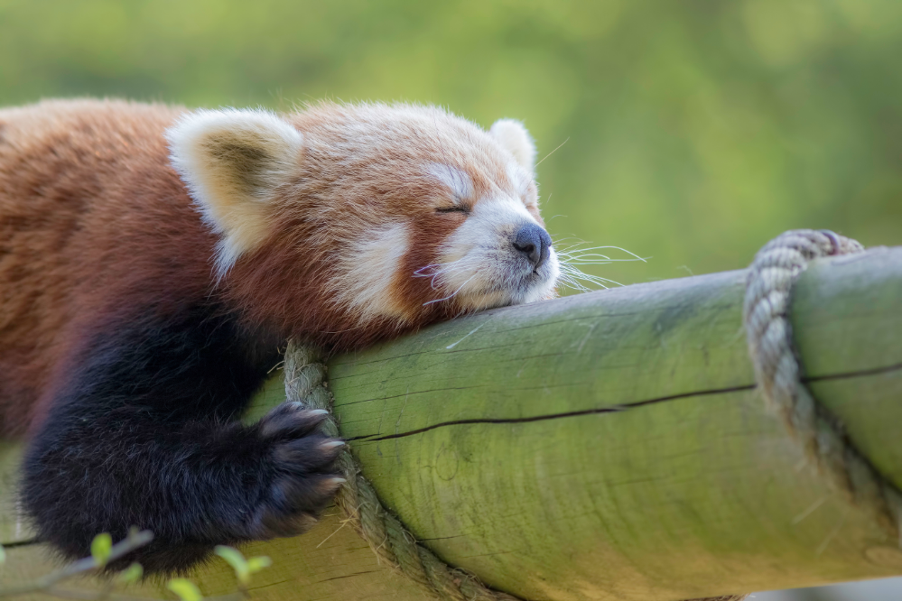 Panda vermelho dormindo