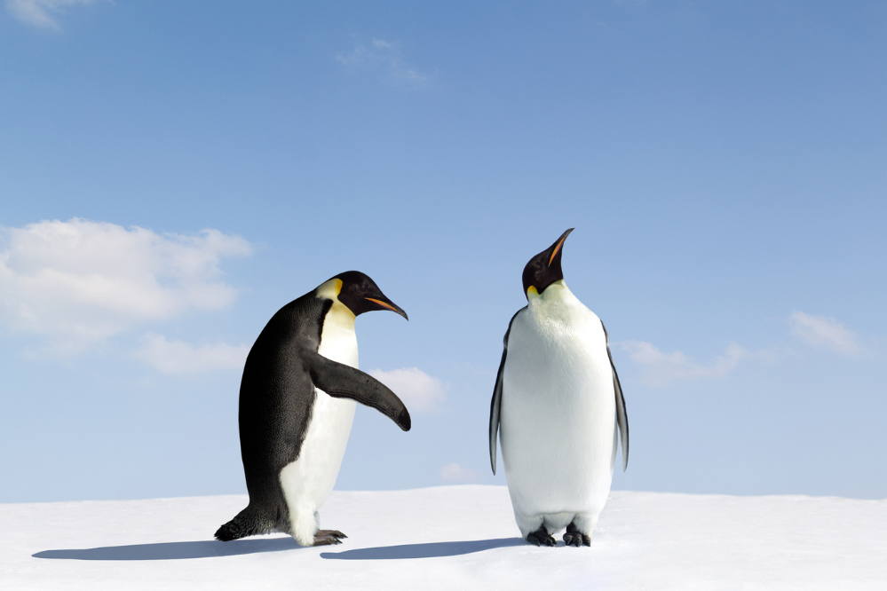 pinguins juntos