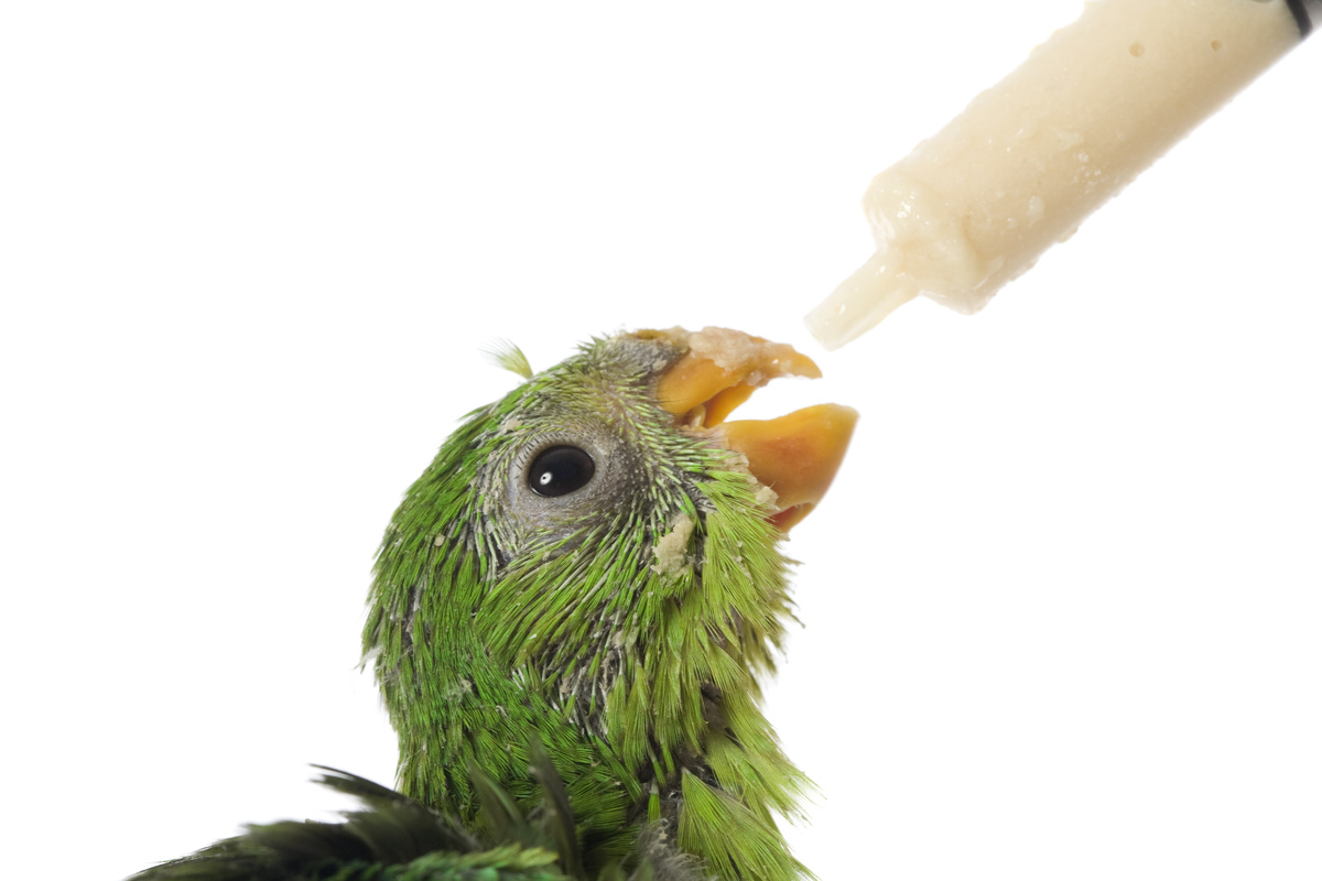 Filhote de papagaio recebendo alimentação através de seringa