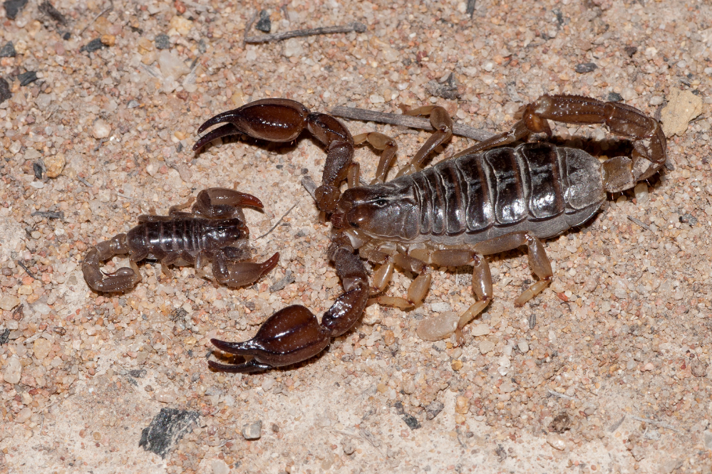 Escorpião grande e pequeno