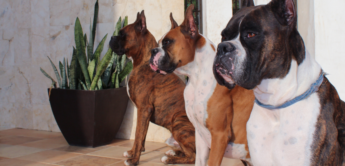 Três cachorros da raça Boxer sentandos lado a lado