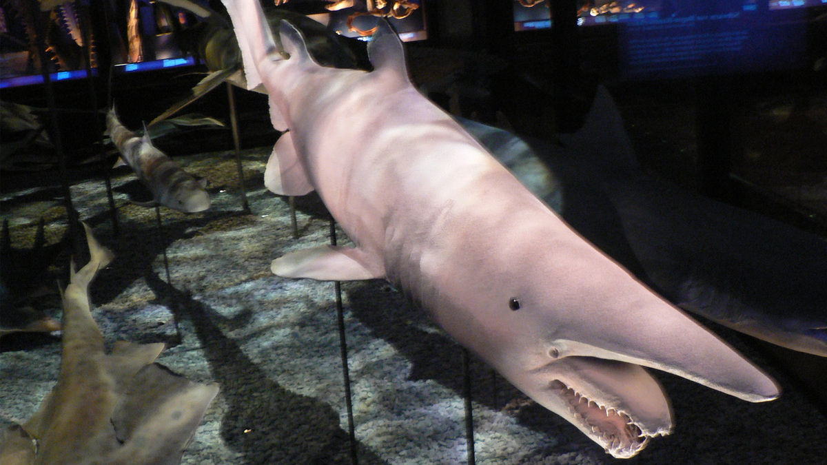 Tubarão-duende em museu