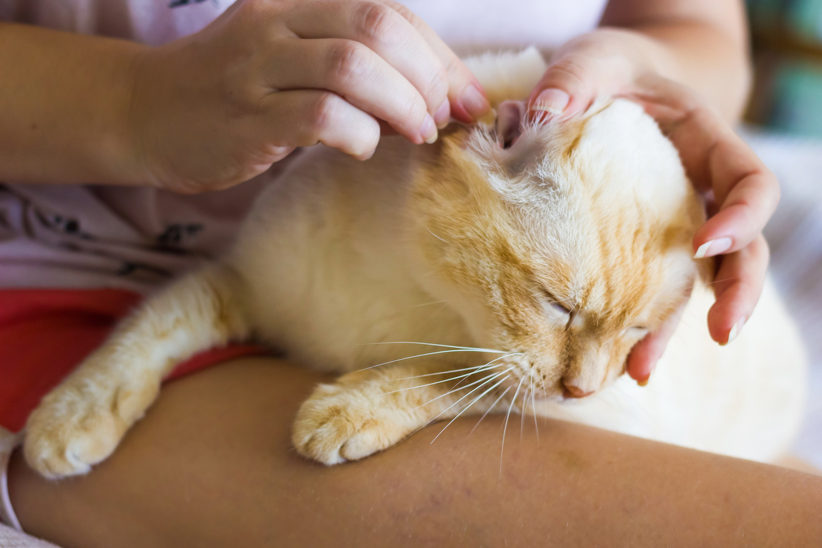 limpando orelha de gato