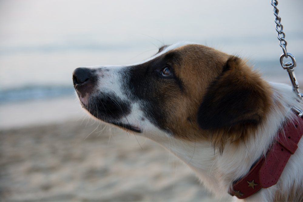 Cão com cara triste. 