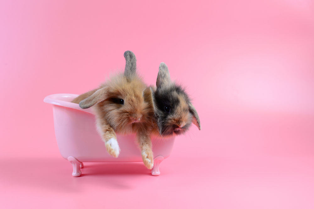 Dois coelhos em mini banheira.