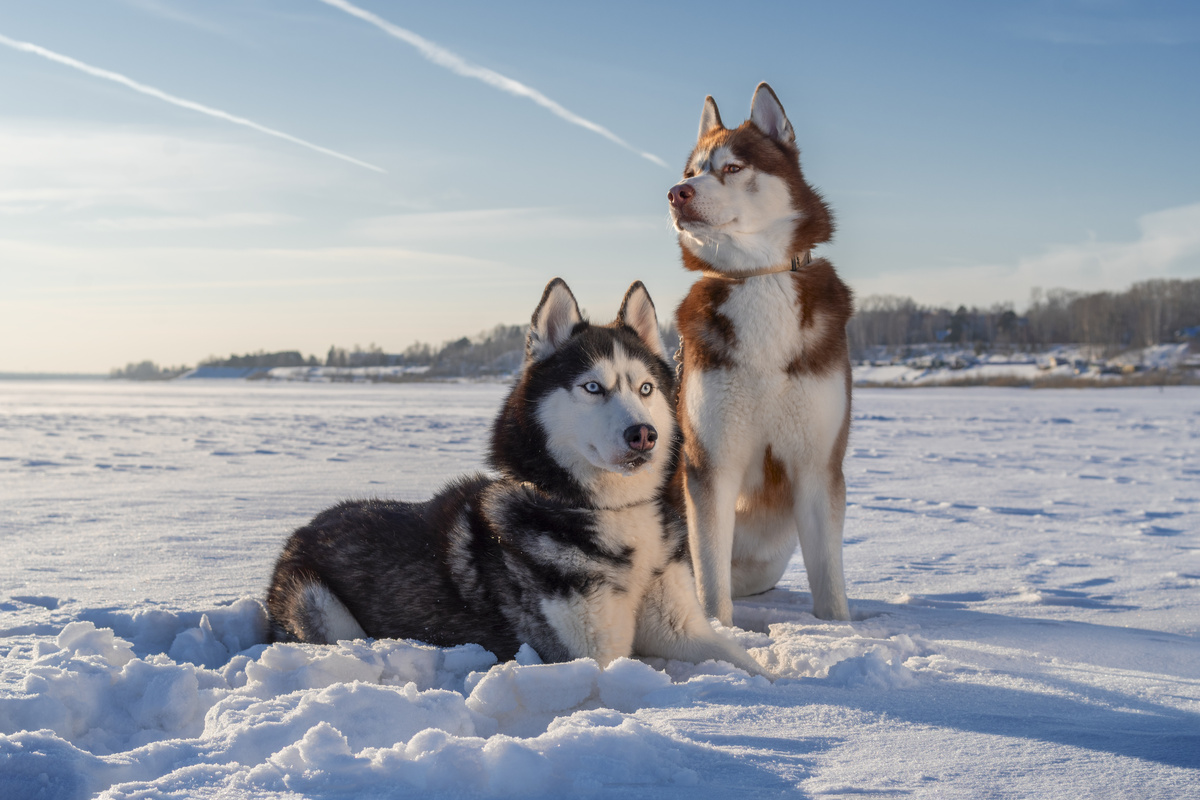 Dois cães Huskys Siberianos