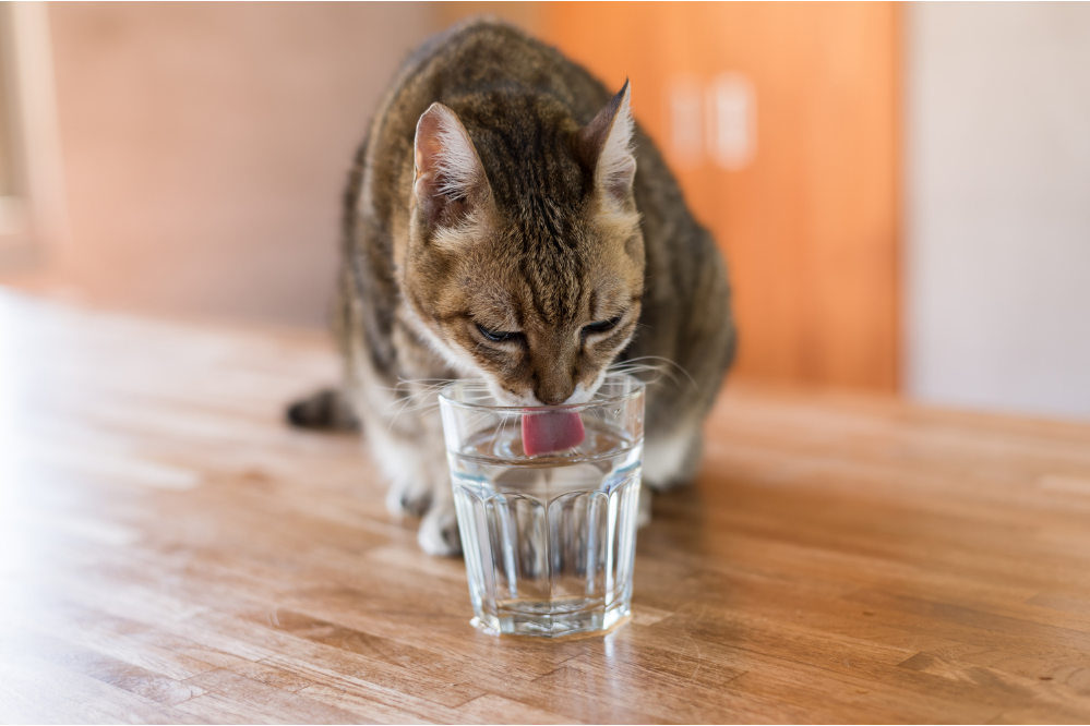 Gato bebendo água de um copo.