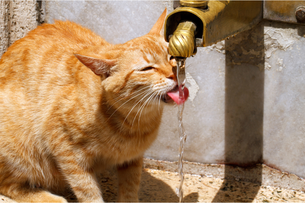 Gato bebendo água da torneira.