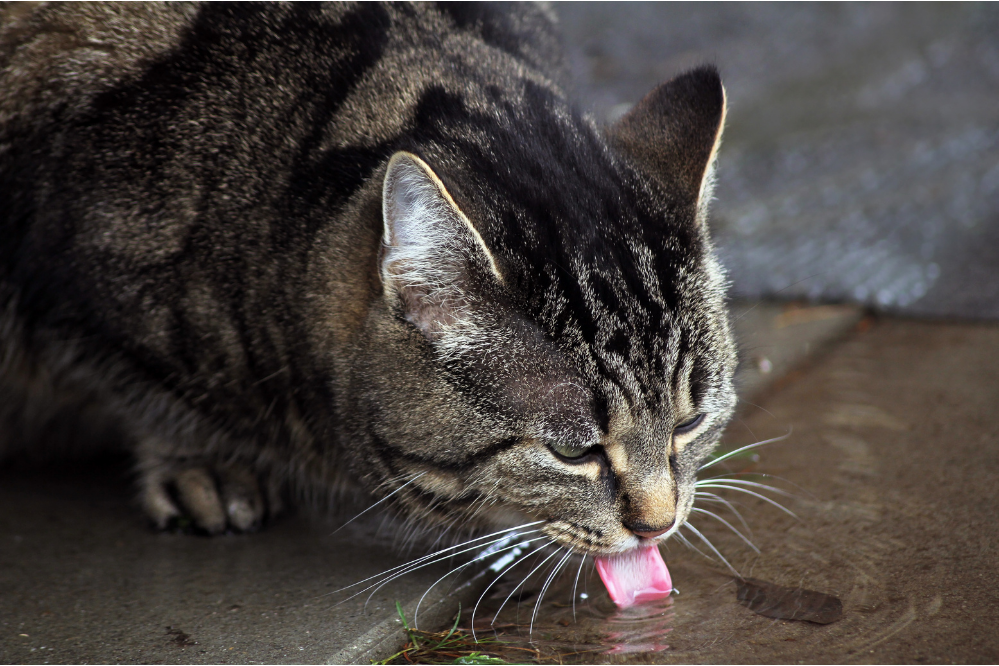 Gato bebendo água de uma poça.