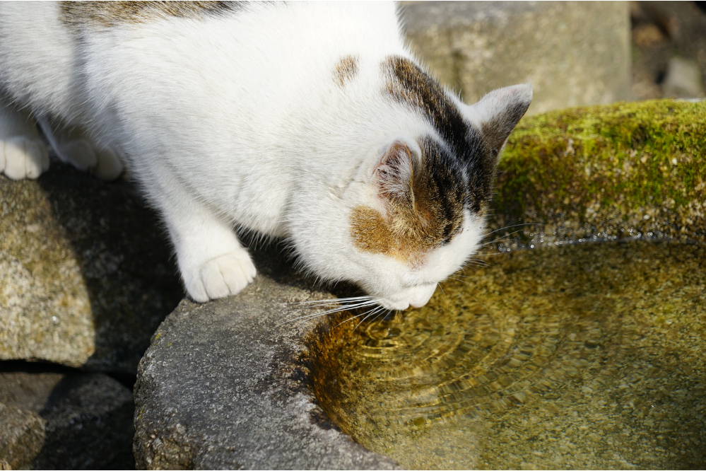 Gato bebendo água de um vaso de pedra.