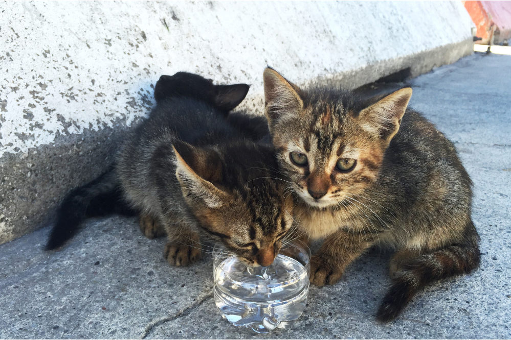 Dois filhotes de gato, um deles bebe água de copo feito de garrafa pet. 