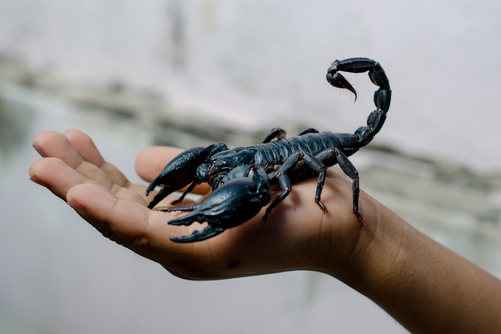 Mão segurando escorpião preto.