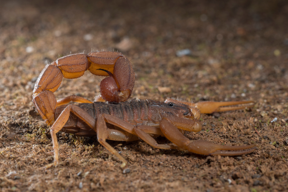 Close up de escorpião amarelo na terra.