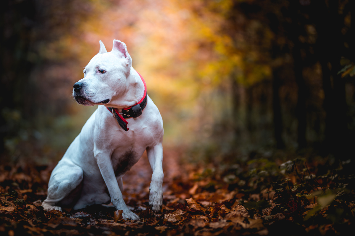 American Pitbull Terrier de cor branca sentado