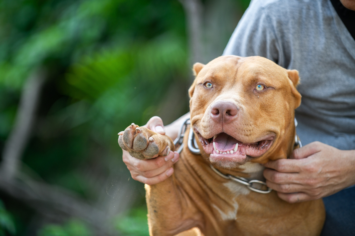 Tutor segurando American Pitbull Terrier