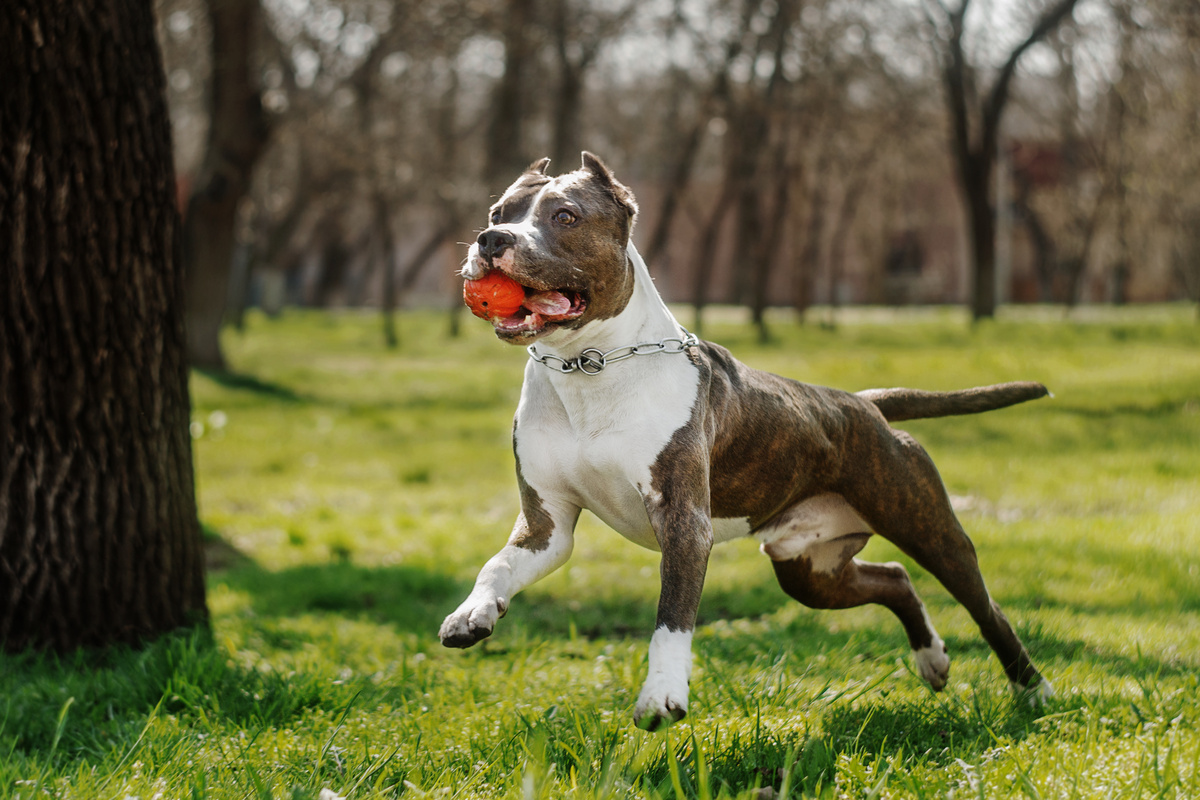 American Pitbull Terrier brincando com bolinha na boca