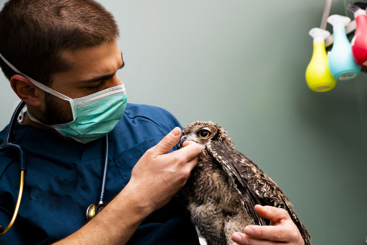 Coruja sendo cuidada por veterinário