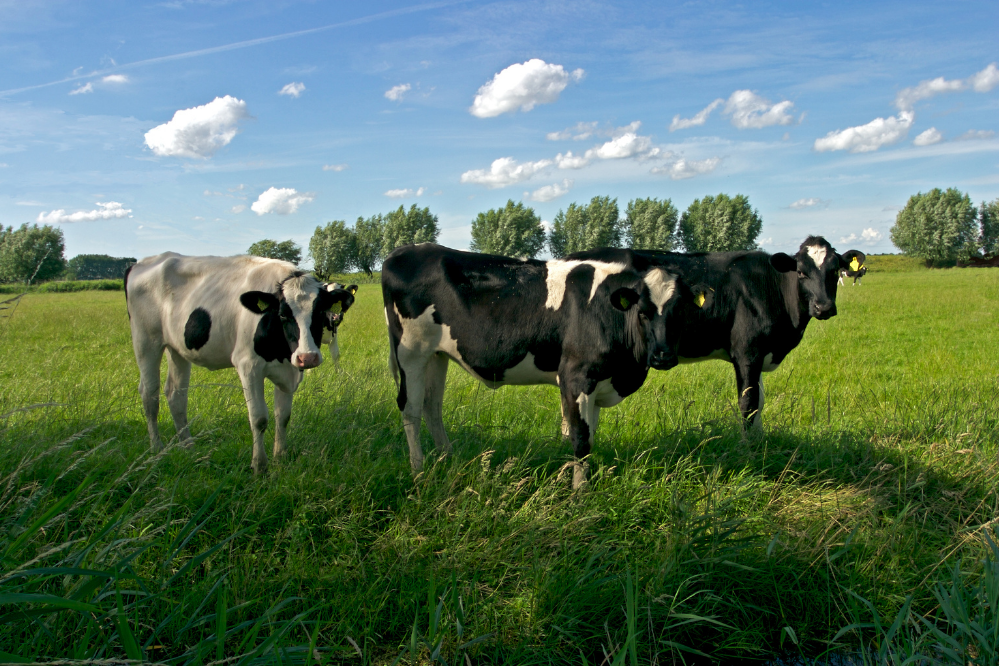 Três vacas holandesas no pasto.