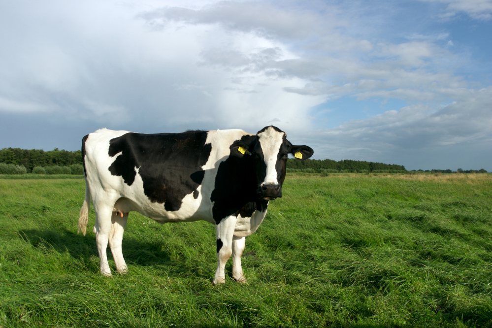 Vaca holandesa sozinha em pasto verde.