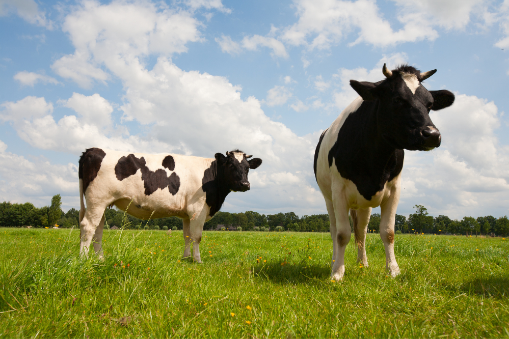 Duas vacas holandesas em pasto verde.