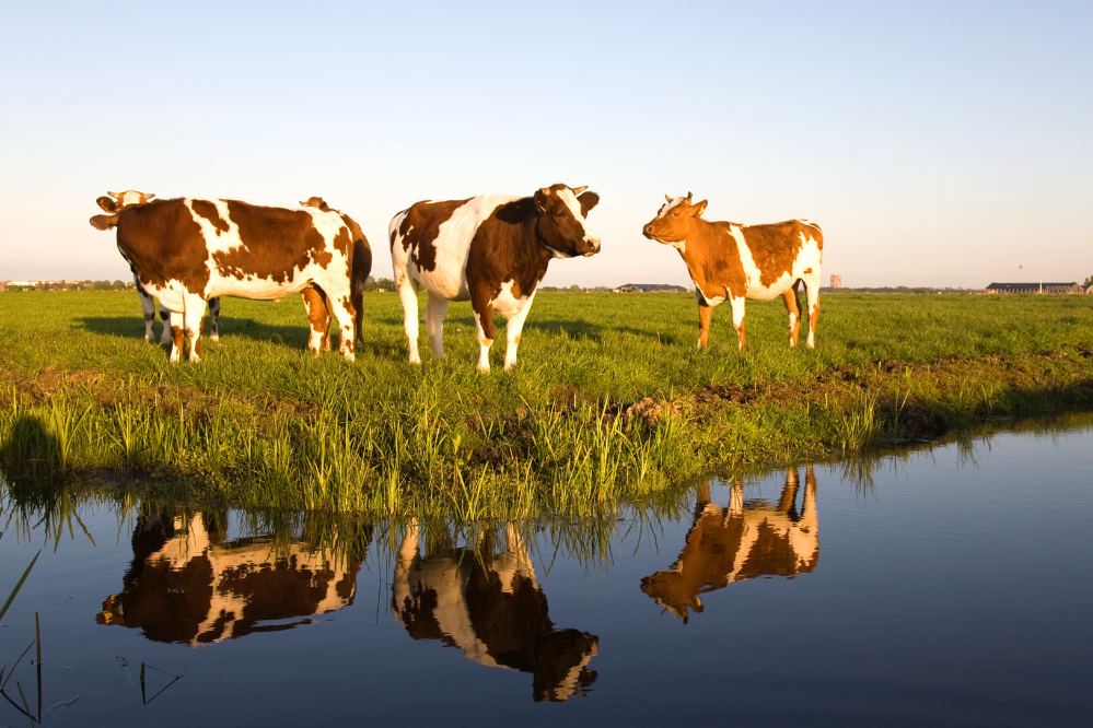 Grupo de vacas holandesas em pasto com lago em frente a elas.