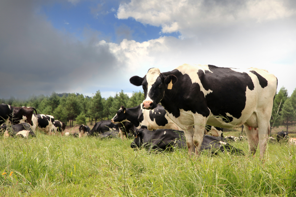 Rebanho de Vacas Holandesas Holstein-Frísia