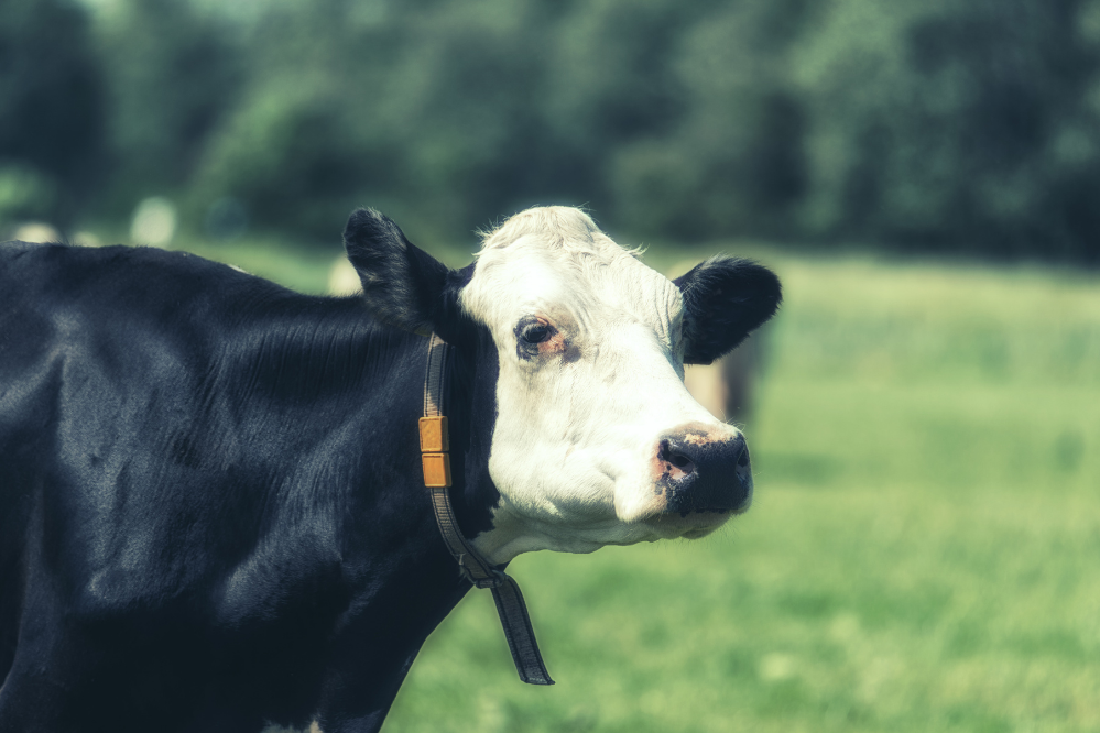 Vaca Holandesa da Variedade Grominga